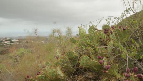 Prickly-pear-cactus-growing-in-grass-in-the-mountains-in-dry-Tenerife-countryside-in-spring,-Canary-Islands,-Spain