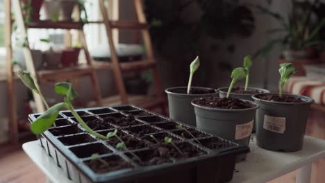 Seedlings-In-Plastic-Pots-Inside-The-Nursery