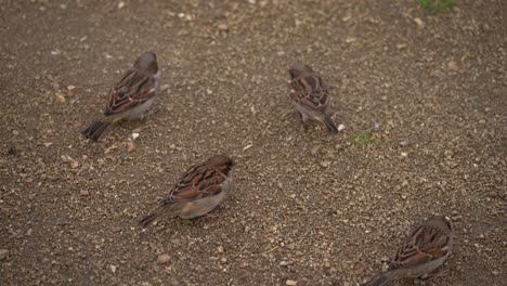 Group-of-House-Sparrow-Passer-Domesticus-Pecking-on-dirt-ground-Closeup