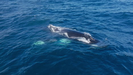 Giant-Humpback-whales-near-the-surface-in-blue-ocean-water