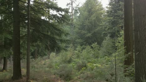 Flight-through-trees-in-unspoiled-forest-with-mixed-trees,-ferns-and-undergrowth