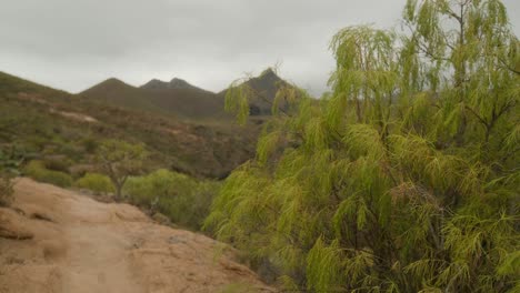 Green-plant-growing-in-dry-rocky-volcanic-landscape-of-southern-Tenerife-in-spring,-Canary-Islands,-Spain