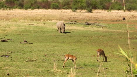 Close-up-shot-of-gazelles-and-rhino-grazing-on-wild