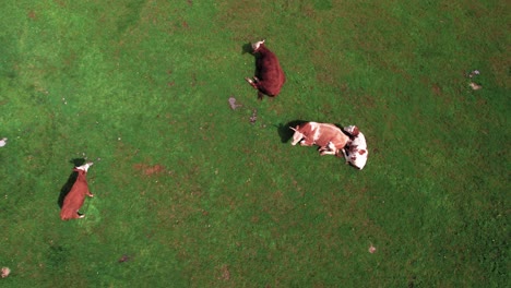 Birdseye-Aerial-View-of-Cows-Lying-in-Green-Pasture-on-Sunny-Summer-Day