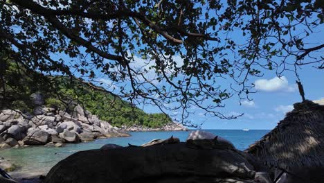 Strand-In-Koh-Tao,-Thailand-Tagsüber-Bei-Schönem-Wetter-Mit-Blick-Auf-Das-Meer-Unter-Einem-Baum