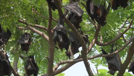 Flughunde-Hängen-Von-Bäumen-Nahaufnahme-In-Kolhapur