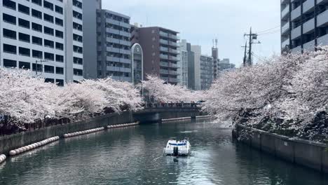 Sail-motorboat-River-Cherry-blossom-sakura-tree-channel-city-sky-waterfront-town
