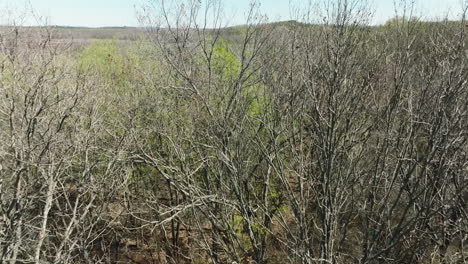 Dry-Trees-At-Bell-Slough-Wildlife-Area-In-Arkansas,-USA---Drone-Shot