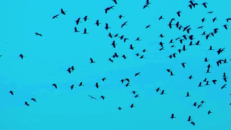 Gran-Bandada-De-Aves-Migratorias-Silueta-Migrando,-Fondo-De-Cielo-Azul