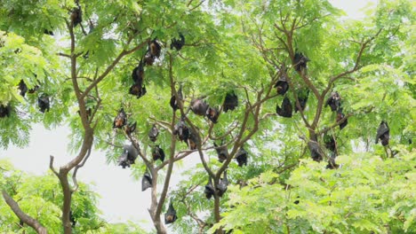 Fruit-Bats-Hanging-From-Trees-wide--view