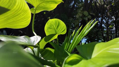 Sun-drenched-green-foliage-on-Koh-Tao,-Thailand,-showcasing-lush-greenery-in-its-natural-habitat