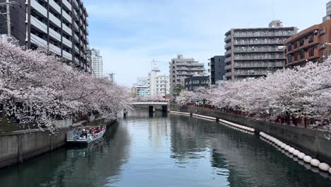 Stadtbild-Von-Yokohama-Kirschblütenbäumen-An-Der-Ookagawa-Promenade,-Flussstraße,-Skyline-Hintergrund,-Hohe-Gebäude-In-Der-Japanischen-Stadt