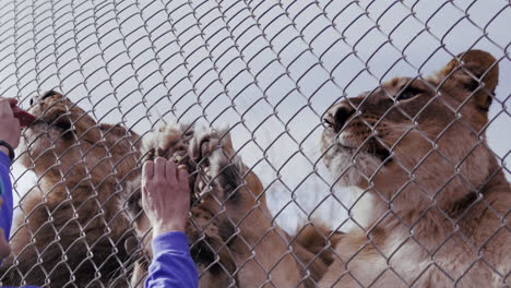 Camp-Verde-Arizona-US---Jan-6th-2024---Out-of-Africa-Wildlife-Park-Trainer-feeds-lions-meat-through-fence