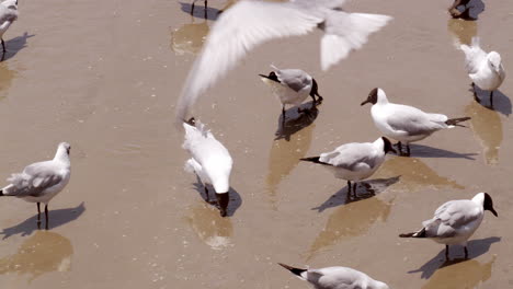 Different-species-of-migratory-seagulls-are-wading-and-looking-for-some-food-in-the-muddy-waters-of-Bangpoo,-a-coastal-area-located-near-Bangkok,-in-Thailand