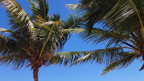 Coconut-Palms-blowing-in-the-wind-at-Impressive-Resort-and-Spa-in-Punta-Cana,-Domican-Republic