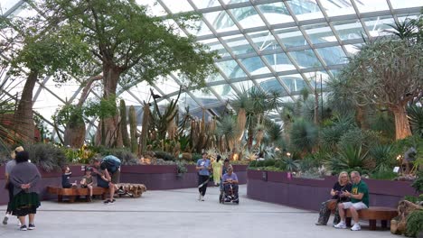 People-visiting-and-exploring-the-Singapore's-landmark-attraction,-world-largest-glass-greenhouse-Flower-Dome-at-Gardens-by-the-bay,-African-Baobabs-bottle-trees-in-the-conservatory