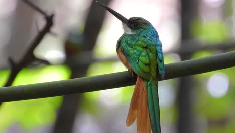 Vista-Posterior-De-Jacamar-De-Cola-Rufa-Posado-En-El-Bosque-En-Santa-Marta,-Colombia