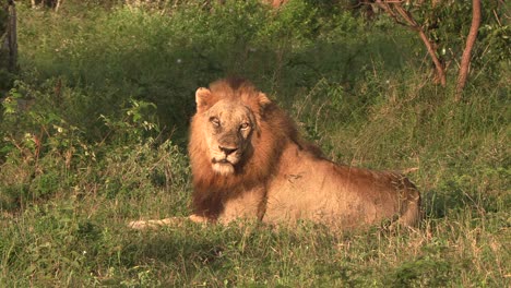 Un-León-Macho-Tumbado-Bajo-El-Sol-De-La-Mañana,-Cuando-Algo-Llama-Su-Atención.