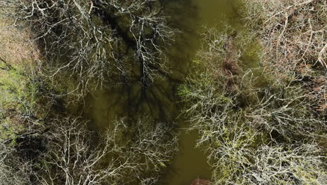 Wetland-And-Bare-Trees-In-Bell-Slough-Wildlife-Area-In-Arkansas,-USA---Aerial-Top-Down