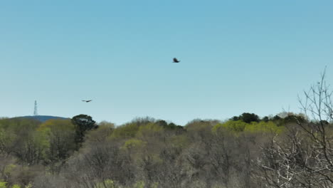 Birds-Gliding-Above-Trees-In-Bell-Slough-Wildlife-Management-Area,-Arkansas