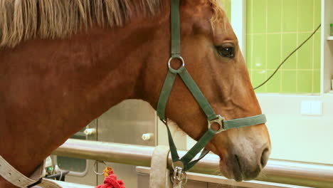 Horse-waiting-for-examination-at-the-veterinarian-clinic