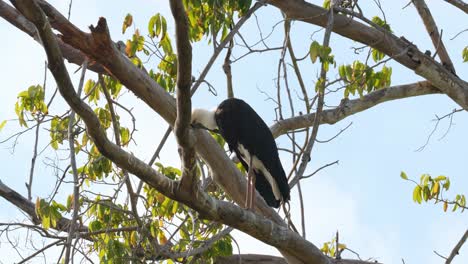 Perched-on-a-branch-riddled-with-its-droppings-then-grooms-its-self-stroking-its-feathers-with-its-bill,-Asian-Woolly-necked-Stork-Ciconia-episcopus,-Near-Threatened,-Thailand