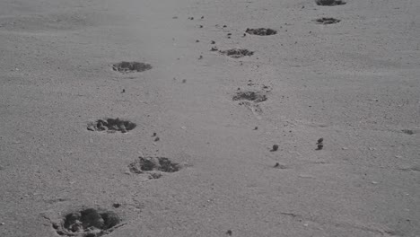 Dog-paw-prints-in-beach-sand-as-strong-wind-blows-over
