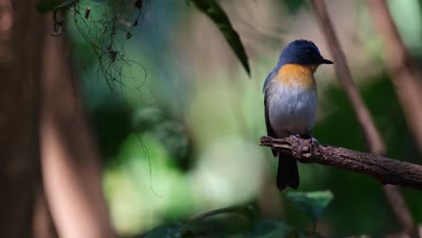 Chirping-as-it-moves-its-left-foot-while-looking-around,-Indochinese-Blue-Flycatcher-Cyornis-sumatrensis,-Male,-Thailand