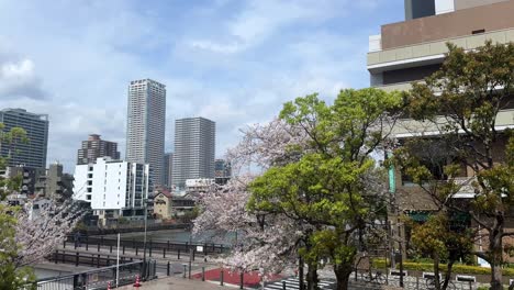 Panoramic-cityscape-spring-cherry-blossom-landscape-streets-at-daylight,-tall-buildings-skyline