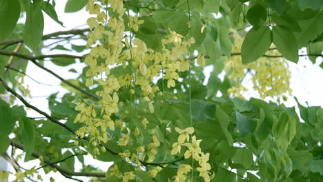 Swaying-gently-as-the-breeze-blows-the-leaves-and-the-yellow-flowers-of-a-golden-tree-shower,-Cassia-fistula,-the-national-tree-and-flower-of-Thailand