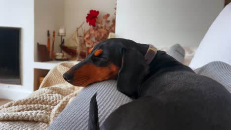 Sleepy-Dachshund-Puppy-Relaxes-on-Human-Legs-Home-Sweet-Home