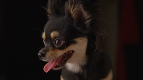 Chihuahua-Long-Coat-Black-Fur-Yawning,-Close-Up