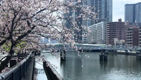 Puente-Cruzado-Paseo-Ookagawa-Ciudad-De-Yokohama-Río-Sakura-Paisaje-De-árboles-De-Cerezo-En-Flor,-Paisaje-Urbano-De-Japón-En-El-Centro-De-La-Ciudad-En-Otoño