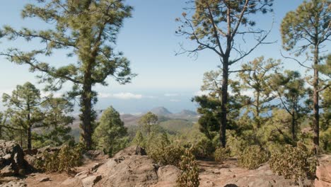 Southern-Tenerife-rocky-landscape-with-green-pine-tree-forest-seen-from-rocky-vista-in-spring,-Canary-Islands,-Spain