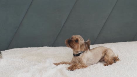 cheerful-Yorkshire-Terrier-lies-on-the-bed,-looking-up,-awaiting-grooming