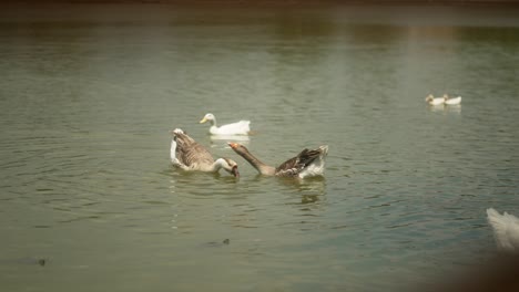 Viele-Enten-Schwimmen-In-Einem-Teich,-Tierlebensstil