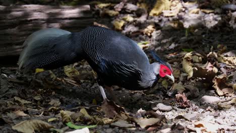 Foraging-on-the-ground-facing-to-the-right-then-raises-it-head-up-then-continues-feeding,-Kalij-Pheasant-Lophura-leucomelanos,-Male,-Thailand