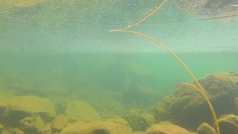 Footage-of-the-Grand-Mesa-National-Forest-showcasing-a-mountain-lakeside-transitioning-to-underwater-showing-small-fish-and-other-aquatic-life-with-rocks-and-cool-underwater-reflection