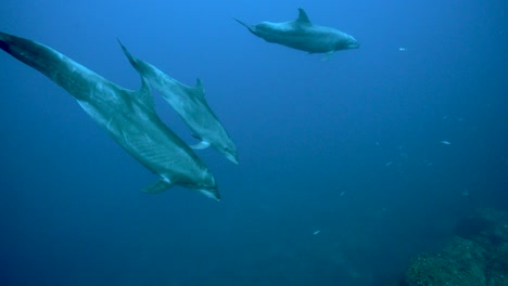 Bottlenose-dolphins-turn-in-unison-in-blue-water-around-Revillagigedo-Islands