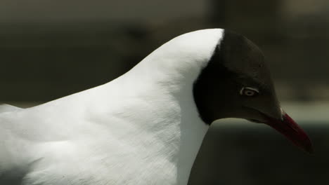 Close-up-portrait-shot-of-a-black-headed-seagull-Chroicocephalus-ridibundus,-a-migratory-bird-that-stays-in-Bang-Pu-Recreation-Area-for-the-duration-of-the-winter,-in-Bangkok,-Thailand