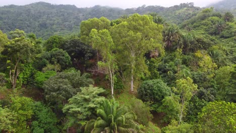 Exuberante-Bosque-Colombiano-En-La-Cima-De-La-Montaña-Con-Niebla-Matutina-En-Segundo-Plano.
