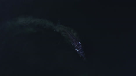 Huge-Gray-Whale-swimming,-feeding-in-muddy-shallows-of-Pacific-Ocean,-slow-motion