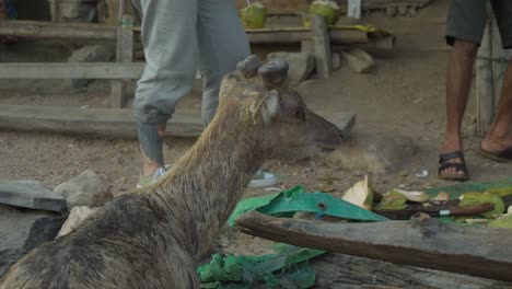 Javan-rusa-deer-in-Padar-Island.-Close-up-shot