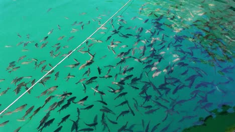 Estanque-De-Cría-Con-Un-Banco-De-Peces-Nadando-Cerca-De-La-Superficie-En-Agua-Clara