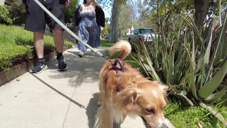 Lindo-Cachorro-De-Perro-Caminando-Moviendo-La-Cola