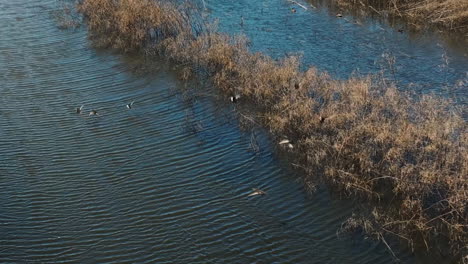 Aufgeschreckte-Enten-Fliegen-Vom-Wasser-Im-Bell-Slough-State-Wildlife-Management-Area-In-Arkansas,-USA-Weg