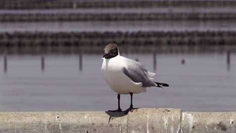 Una-Gaviota-De-Cabeza-Negra,-Chroicocephalus-Ridibundus,-Posada-Sobre-Una-Barandilla-De-Hormigón-En-El-Centro-Recreativo-De-Bangphu,-Ubicado-En-Samut-Prakan,-En-Tailandia