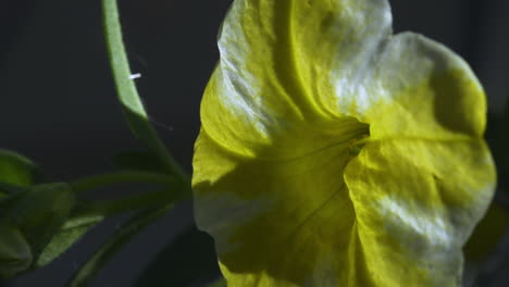 Profile-view-of-bright-yellow-and-white-striped-petunias,-panning-left