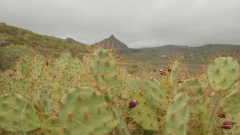 Feigenkaktuspflanze-Mit-Reifen-Roten-Früchten-Wächst-Im-Frühling-In-Den-Bergen-In-Der-Trockenen-Landschaft-Teneriffas,-Kanarische-Inseln,-Spanien