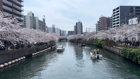 Boote-Segeln-In-Yokohama-Kirschblüten-Am-Wasser-Innenstadt-Bunte-Bäume-Sakura-Landschaft-Frühling-Asiatisch-Wasser-Ookagawa-Ooka-Flusslandschaft
